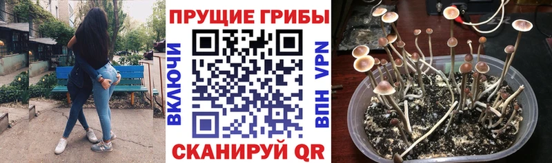 Купить закладки  Серов  Псилоцибиновые грибы Cubensis 